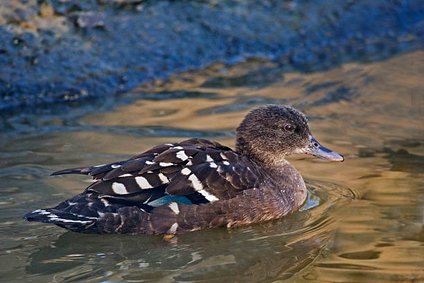 African Black Duck, Anas sparsa swimming