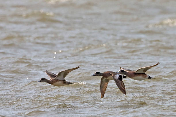 칠레식 wigeon, anas 아메리카나 항공편 - american wigeon 뉴스 사진 이미지