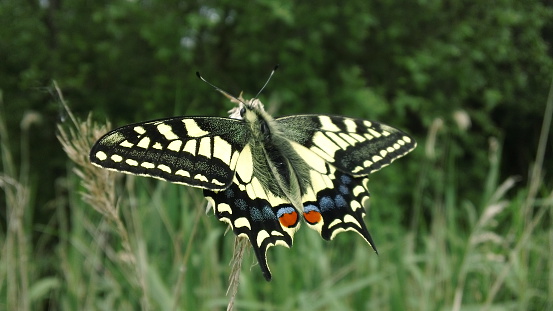 Mariposa cola de golondrina photo