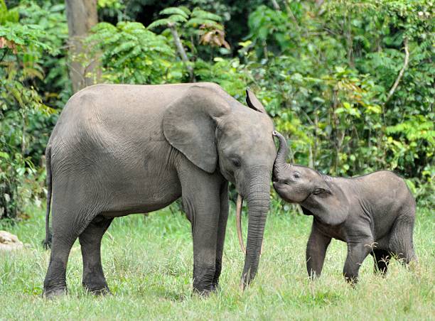 Tenderness The elephant calf  and elephant cow The African Forest Elephant, Loxodonta africana cyclotis. At the Dzanga saline (a forest clearing) Central African Republic, Dzanga Sangha animal family photos stock pictures, royalty-free photos & images