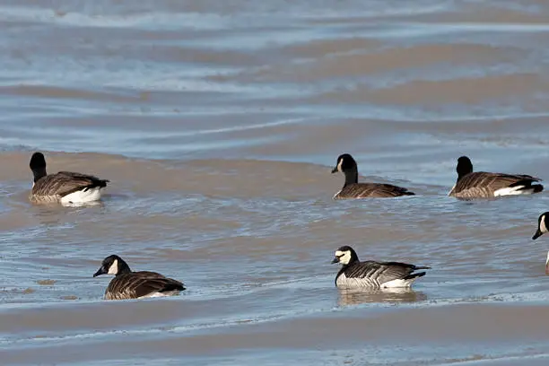 A Stray Barnacle Goose, Branta leucopsis with Canada Geese