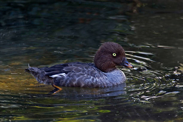 istock Female Barrow's Goldeneye, Bucephala islandica 499813720