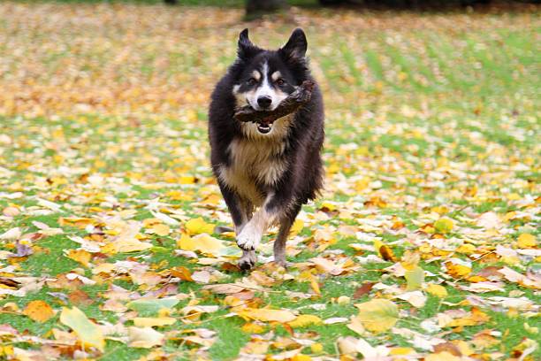 istock beautiful border collie running through leaves 499813882