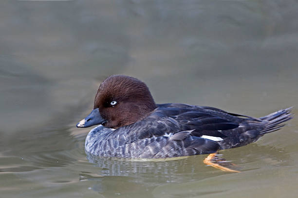 istock Swimming female Barrow's Goldeneye, Bucephala islandica 499813896