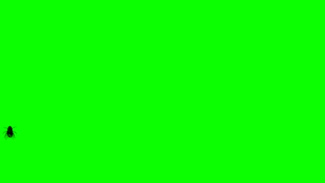 Single Fly Flying on Lens or Screen on a Green Screen Background