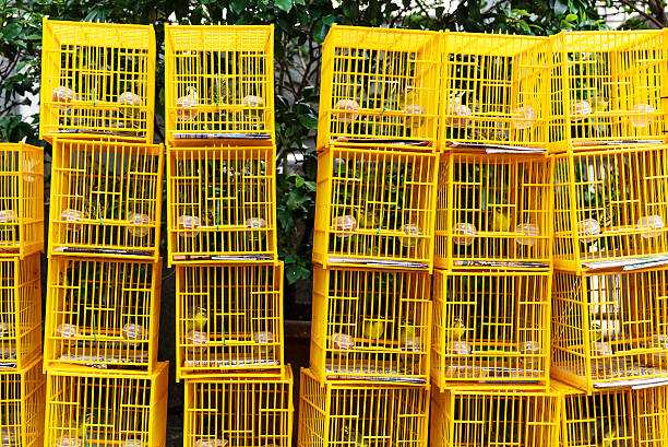 istock Bird Market in Hong Kong 499839743