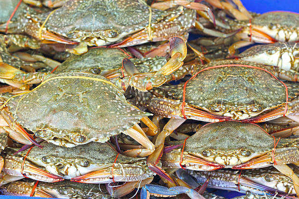 istock Fresh crab on the market. 499840335