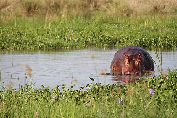 istock The Lurking Hippo 499840661