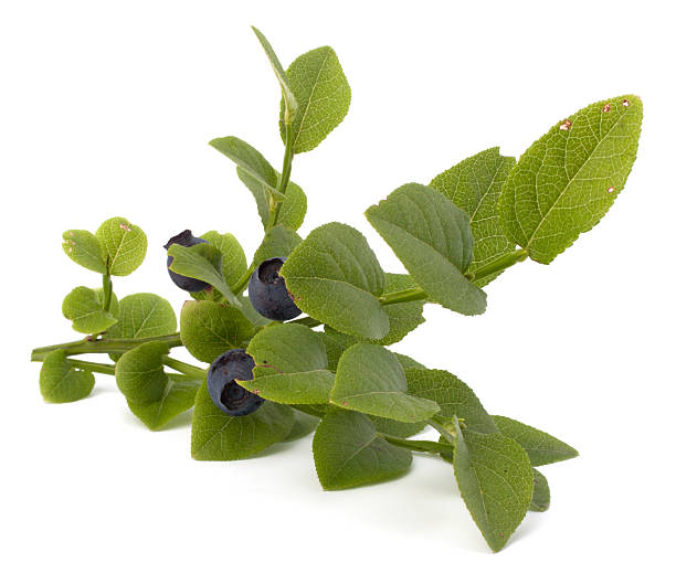 istock Blue bilberry or whortleberry 499840697