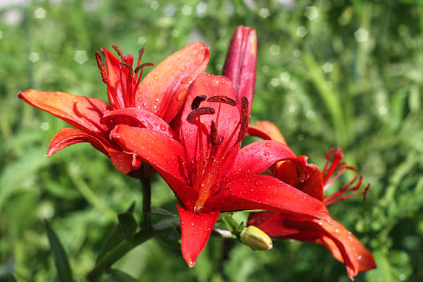 istock Lily flowers in garden after rain. 499841603