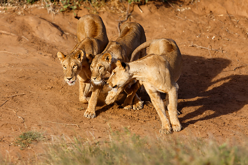 in Samburu National Reserve, Kenya 