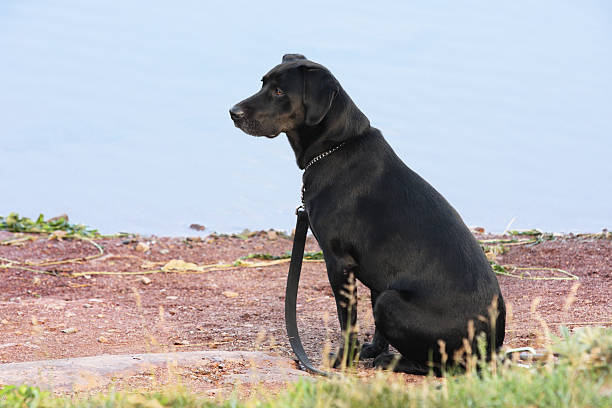 istock Black Labrador Retriever Pet Dog 499842410