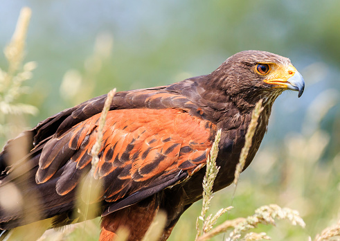 A Harris Hawk hides on the ground in long grass