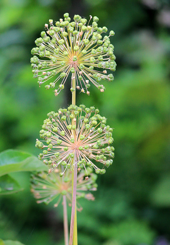 Photo showing two small allium seed heads just after the plant has finished flowering, with green seed pods developing.  These alliums were pictured in the early summer, against a blurred garden background