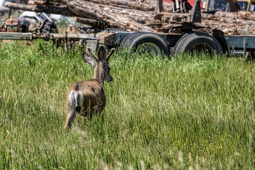 Mule deer buck with velvet antlers in a junkyard full of high grass