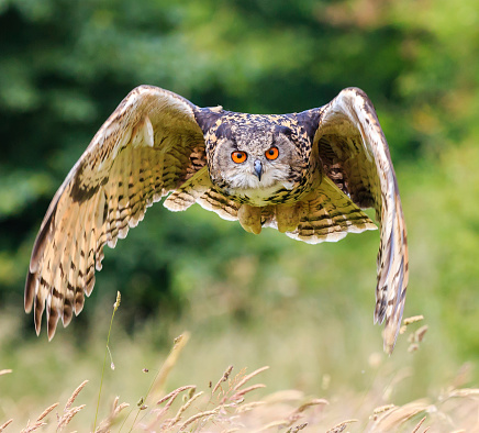Eagle Owl soars low over a long grassy meadow