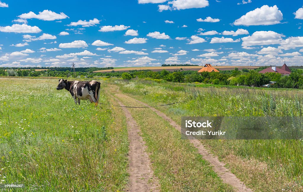 クラシックなセントラルウクライナ田園風景 - ウクライナのロイヤリティフリーストックフォト