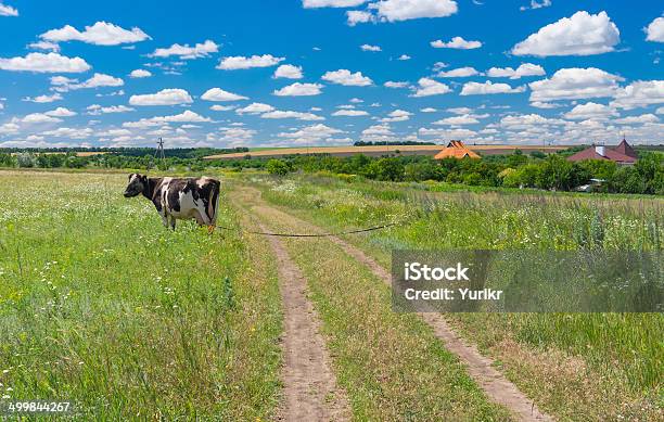 クラシックなセントラルウクライナ田園風景 - ウクライナのストックフォトや画像を多数ご用意 - ウクライナ, シンプル, ハーブ
