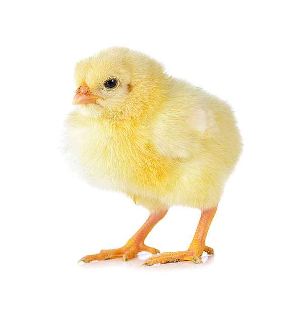 istock little chicken isolated on the white 499844376