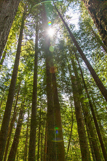 istock North Cascades National Park - JUNE 2011 499844663
