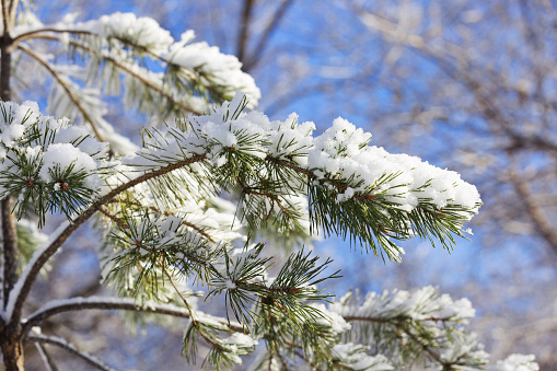 Snow covered Pine tree branches in winter.