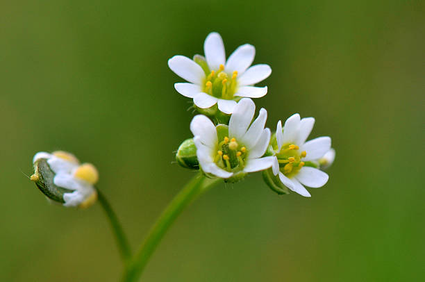 erophila verna - hued стоковые фото и изображения