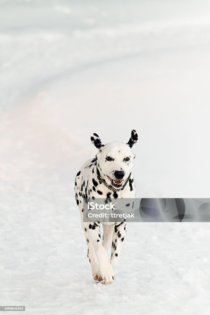 Running Dalmatian Dalmatian dog running on the ice of the lake in winter. Activity Stock Photo