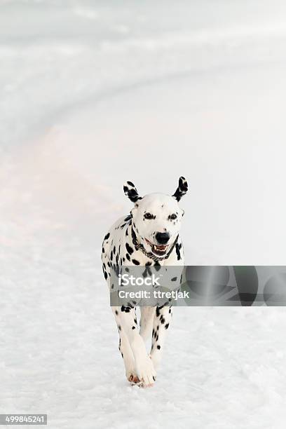 Running Dalmatian Stock Photo - Download Image Now - Activity, Animal, Beauty In Nature