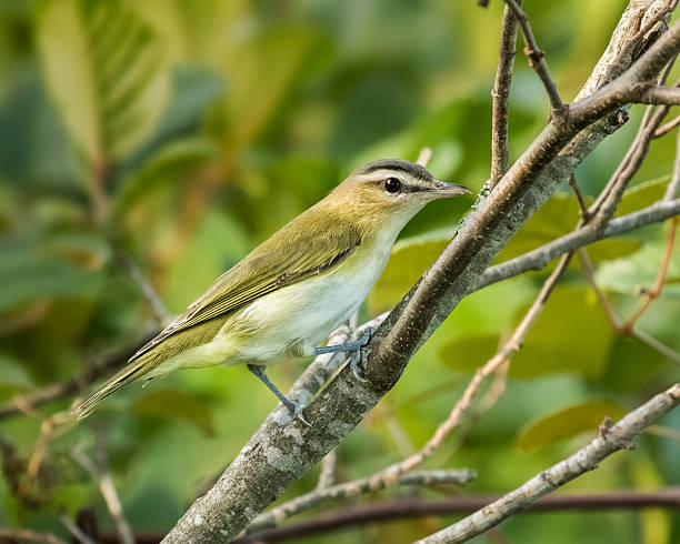 istock red-eyed vireo perched on a branch 499845324