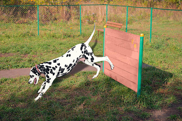 istock Dalmatian dog on the playground 499845360