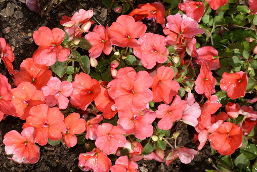 I took this of Vincas in a flower garden after a little rain in June 2011 in Colorado.