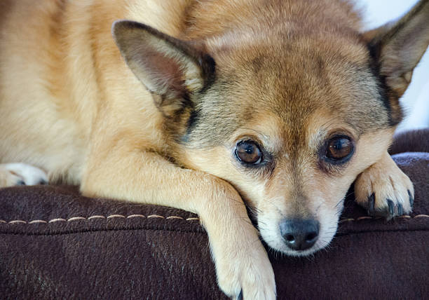 istock Chihuahua Closeup 499845604