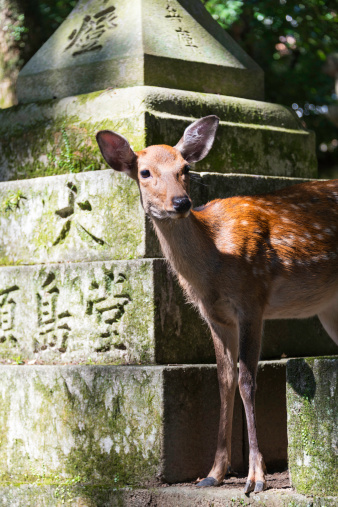 Deer in Kasuga Shrine, Nara