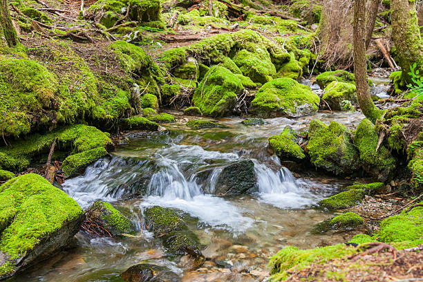 istock North Cascades National Park - JUNE 2011 499845915