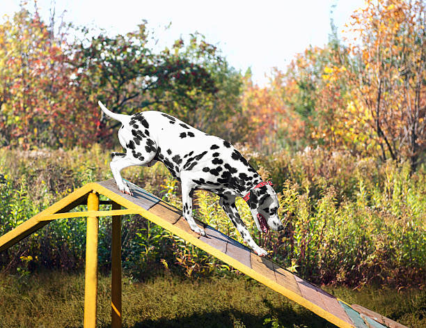 istock Dalmatian dog in nature 499845950