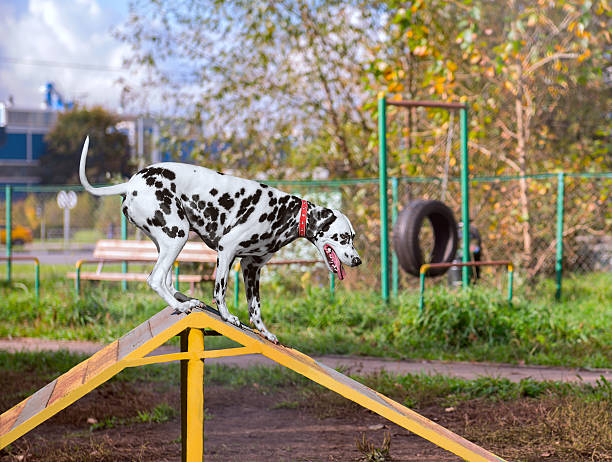 istock Dalmatian dog is trained on the playground 499845974