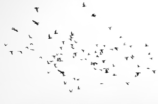 Group of birds flying,