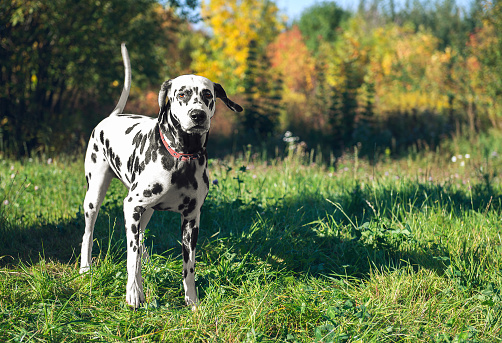 Gorgeous dog breed Dalmatian on nature walks, stands and looks into the distance