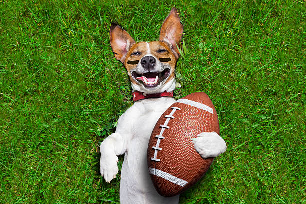 cane di football americano - football american football sport football field foto e immagini stock