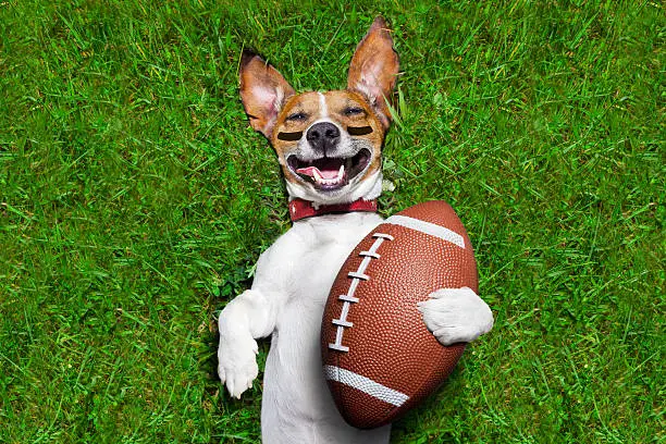 Photo of american football dog