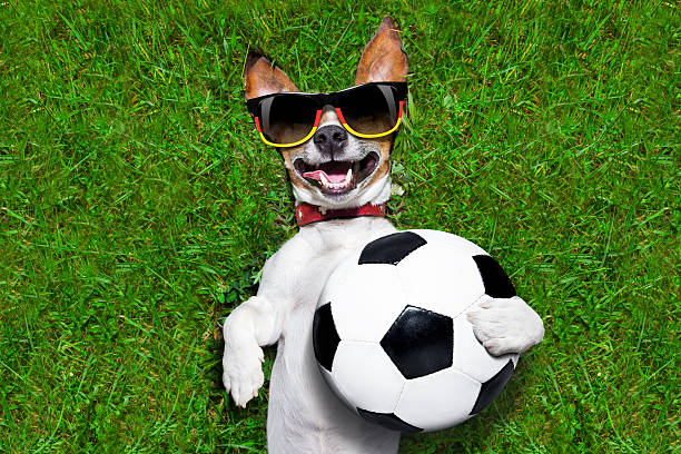 istock funny  german soccer dog 499846471