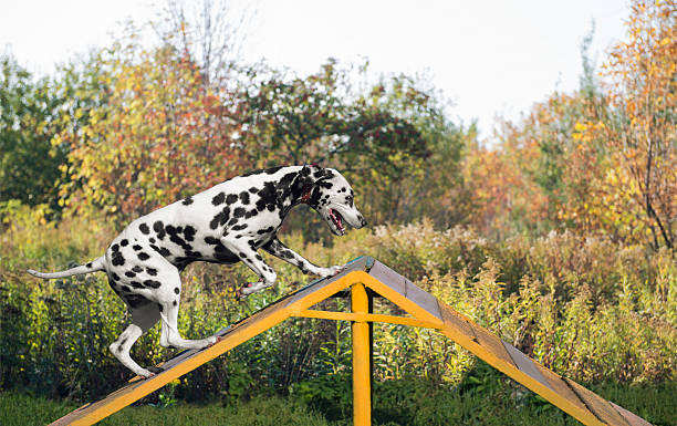 istock Dalmatian dog in nature 499846562