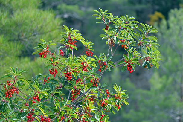 arbutus andrachne - madrona tree 뉴스 사진 이미지