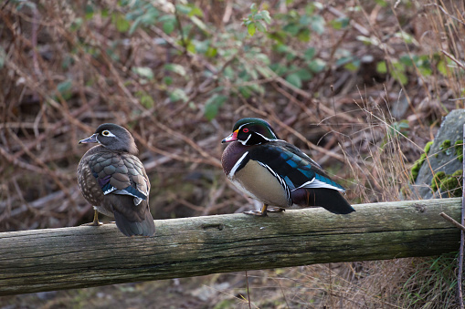 Wood Duck perched in a log