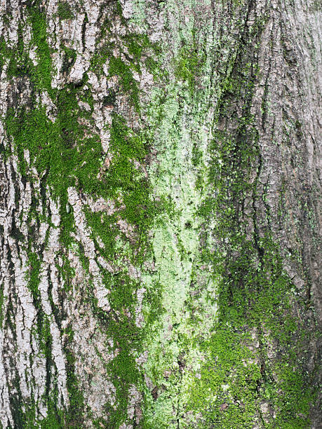 istock The bark of mossed Japanese maple 499846901