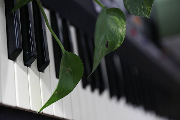 istock green ivy plant on piano keys 499846948