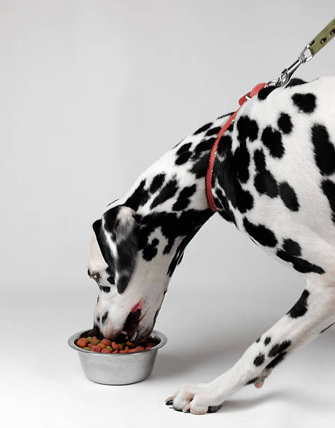 istock Very hungry dog eat dalmatian 499846956