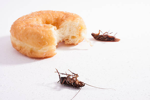 istock Dead cockroach and food horizontal 499847006