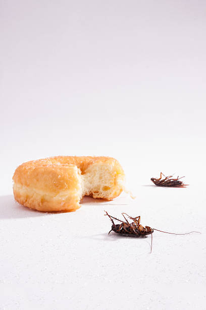 istock Dead cockroach and food vertical 499847040