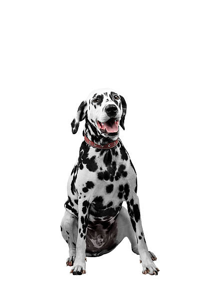 istock Dalmatian dog sitting and looking forward 499847158